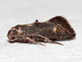 Phaulernis dentella
